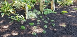 5 Remarkable Reasons to Mulch Your Garden